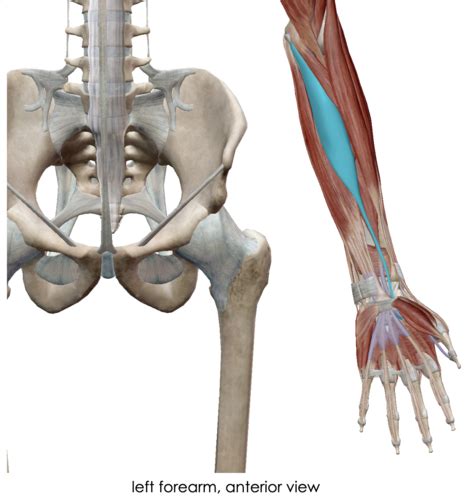 Topic Movements And Muscles Of The Wrist And Hand Flashcards Quizlet