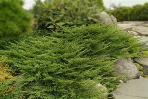 Можжевельник Принц Уэльский. (Juniperus horizontalis Prince of Wales ...