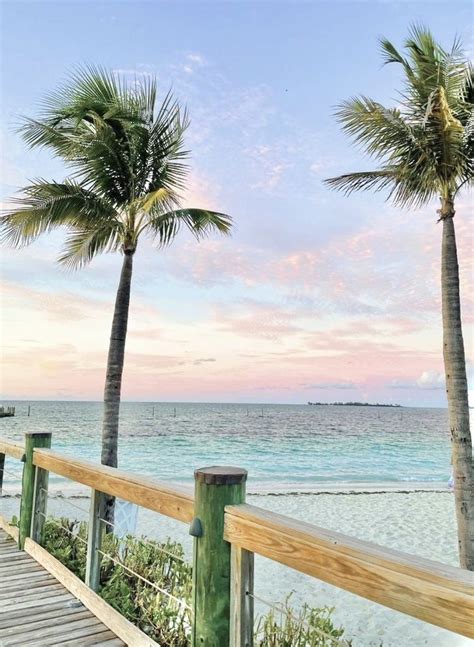 palm tree aesthetic dream vacations pretty landscapes summer pictures