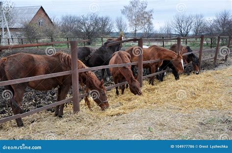 Through the Fence Horses Eat Hay Stock Photo - Image of young, equine ...