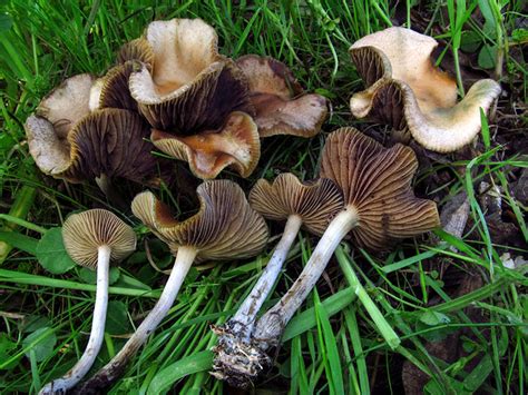 California Fungi: Psilocybe cyanescens