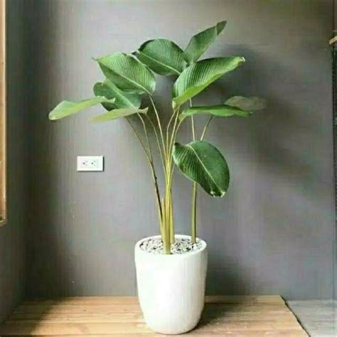 Jual Tanaman Hias Daun Calathea Lutea Luthea Pohon Pisang Kalatea