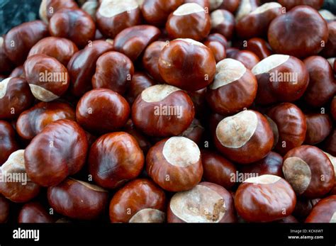 collection  horse chestnuts close  autumn harvest english conkers
