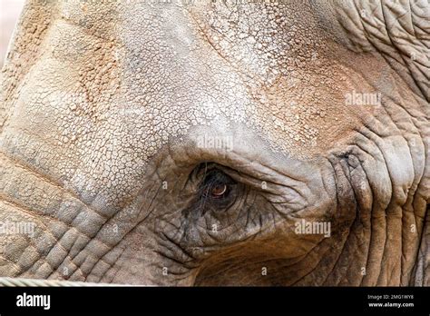 zoo animals in germany Stock Photo - Alamy