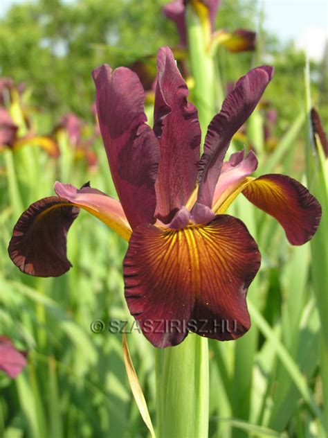 Iris Spuria Red Oak Sz Sz Riszkert Bt Web Ruh Z