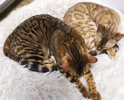 Our Bengal Breeding Cats - QuantumCats High Quality Bengal Kittens