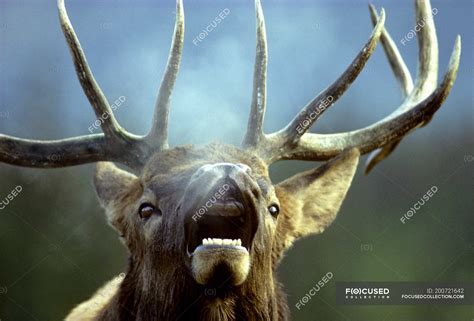 Bugling Bull Elk With Mouth Open During Autumnal Rut Alberta Canada