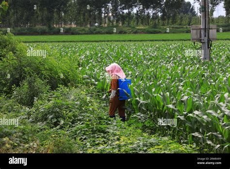 Rural Women Spray Insecticides On Corn Fields In North China Stock