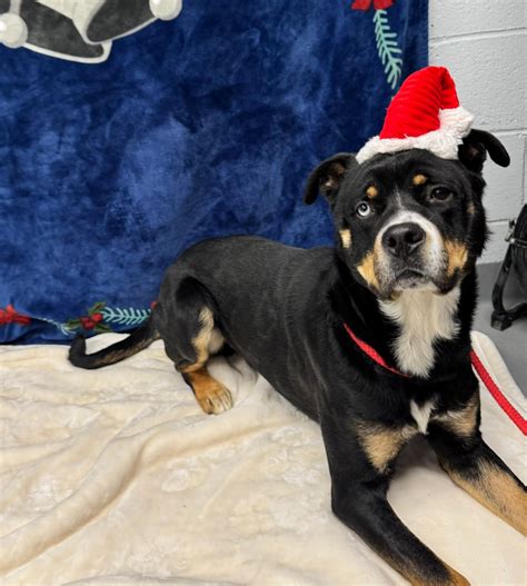 brooke county animal shelter wv 9