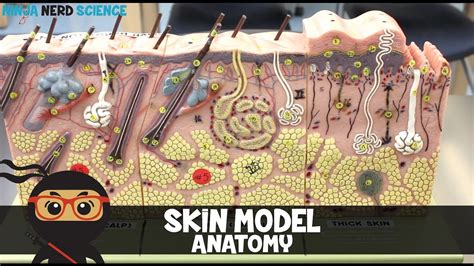 Skin Model Labeled Anatomy