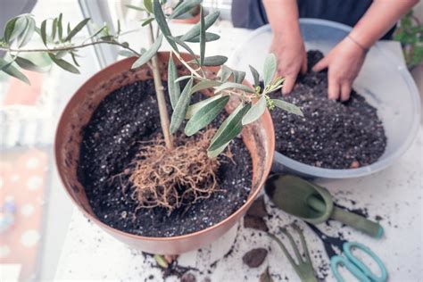 How to Grow a Kalamata Olive Tree - A Complete Guide