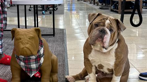 Fundraiser by Raquenelly Castro : Help Luka Heal: Emergency Surgery for