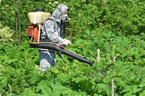 Вдоль дорог Новгородской области борщевик опрыскивают гербицидами — GPVN.RU