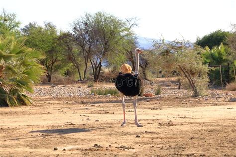 Ostrich Farm Near Oudtshoorn, South Africa Stock Image - Image of