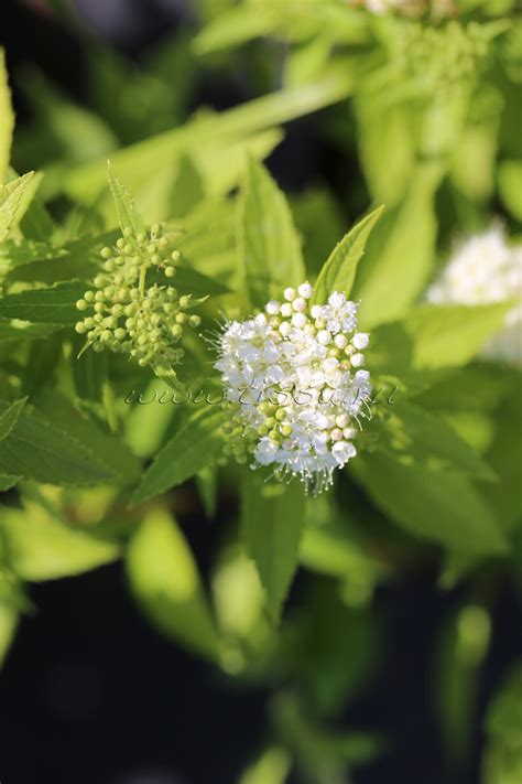 Спирея японская 'Albiflora' - Спирея японская 'Albiflora' - Спирея