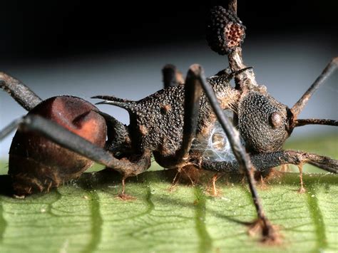 "Zombie Ant" Fungus Under Attack—By Another Fungus | National Geographic
