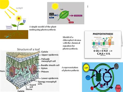 raw materials  photosynthesis  cellular respiration