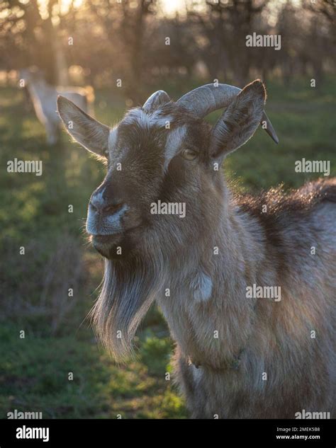 Symbol of the Chinese New Year 2027. Goat muzzle. Close-up of the head ...