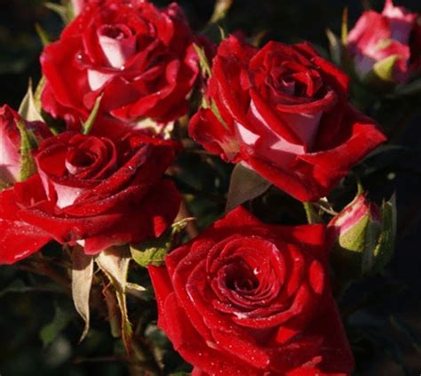 Роза Руби Стар (Ruby Star) спрей мини недорого, Купить саженцы ...