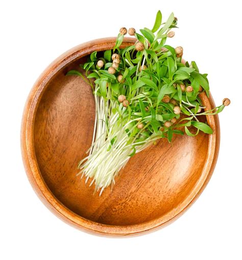 Marvelous Cilantro Microgreen Benefits Rusticwise