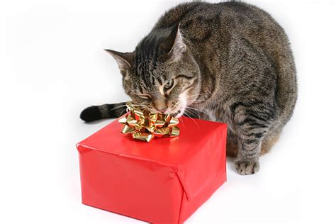 Cat Bite Foot Stock Photos Pictures And Royalty Free Images Istock