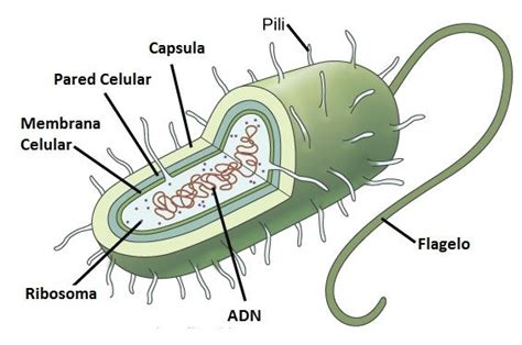 Célula procariota Tipos de células