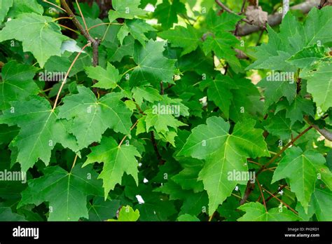 Red Maple Acer Rubrum With Green Leaves Davie Florida Usa Stock