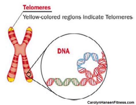 telomeres detemine cell life Archives - Reclaim Your Longevity