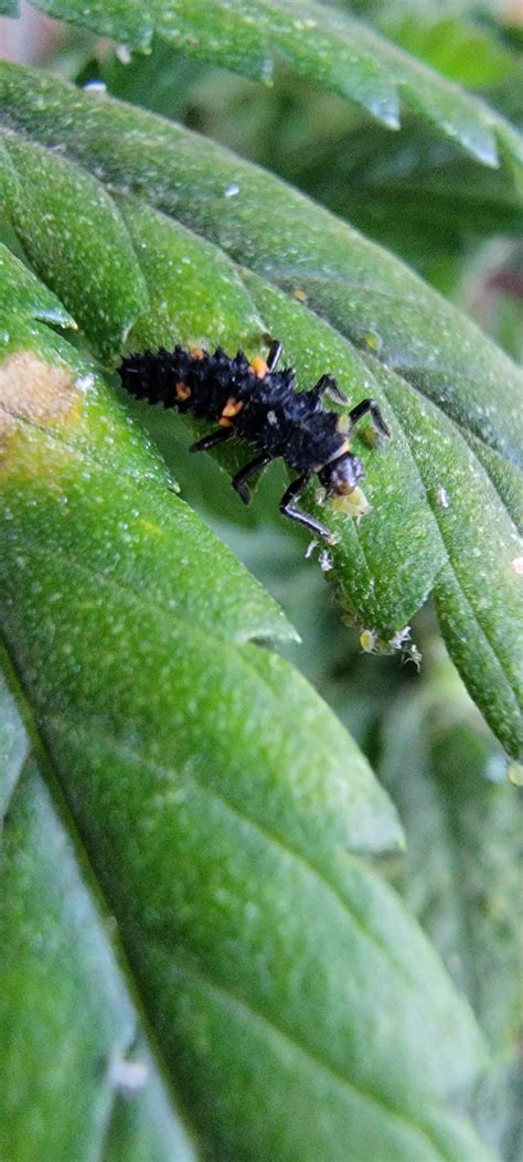 Ladybug Larvae eating an Aphid (photo by me) | Scrolller
