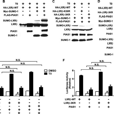 Overexpression Of PIAS1 Results In Suppression Of LXR Dependent