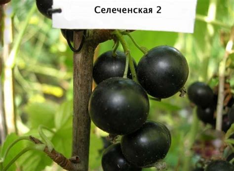 смородина черная селеченская 2: описание сорта, фото, отзывы