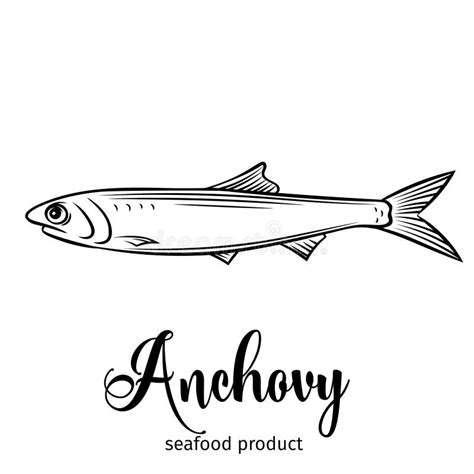 Vector Anchovy Stock Vector Illustration Of Ocean 117227453