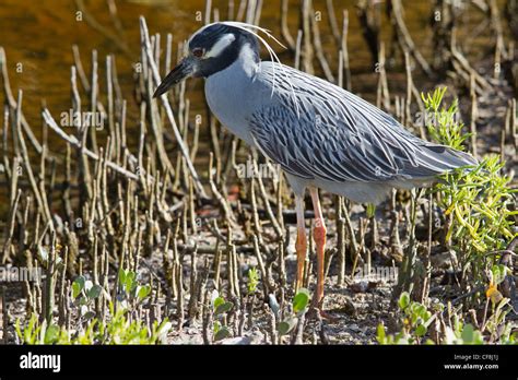 Yellow Crowned Night Heron Nyctanassa Violacea Stock Photo Alamy