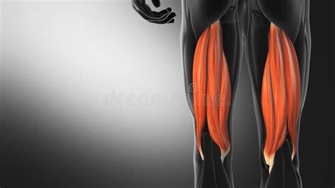 Anatomy Of The Hamstring Muscles Stock Illustration Illustration Of