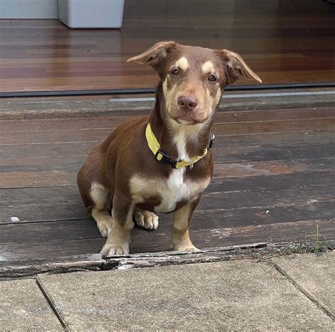 Acacia Lucky Paws Dog Rescue Inc