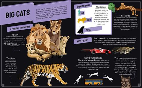 Infographic Animals Blue Duck Books