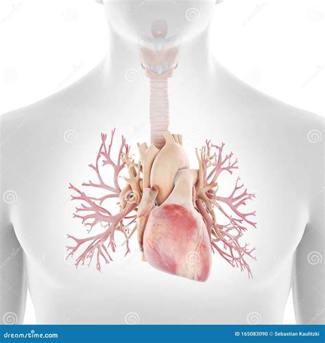 Human Bronchi Stock Illustration | CartoonDealer.com #10244701
