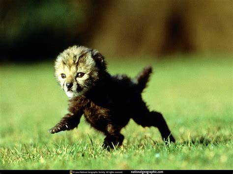national geographic wallpapers  flickr photo sharing