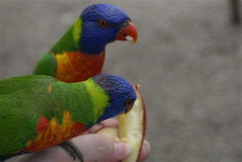 feeding  lorry parrots feeding  lorry parrots  ard flickr