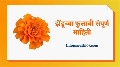 Galanda Flower Information In Marathi Best Flower Site