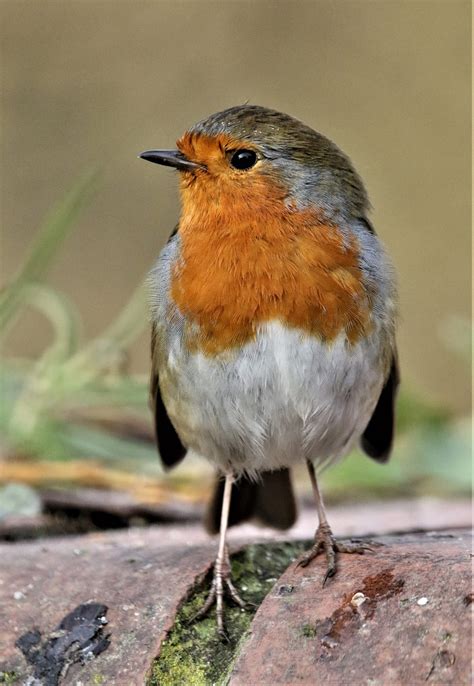 Robin Payudara Merah Alam - Foto gratis di Pixabay - Pixabay