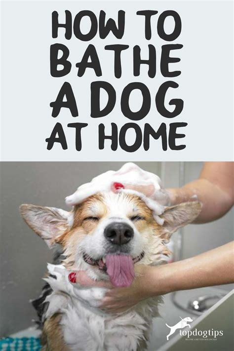 Dog Bathing Tips: How to Give a Dog a Bath – Top Dog Tips in 2024 | Dog ...