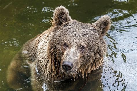 bear river swimming  photo  pixabay