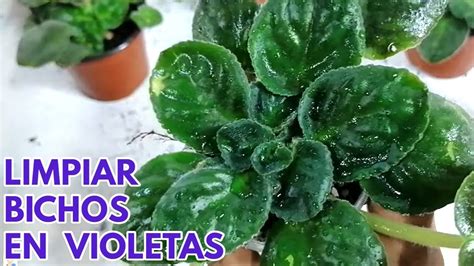 Salvar Violetas Africanas Con Insecticida CHUYITO JARDINERO YouTube