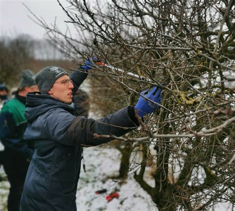 Weinviertler Dreiländereck Der richtige Schnitt für Obstbäume Mistelbach