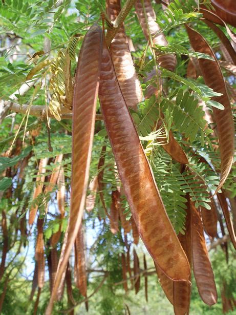 Aromo Blanco Leucaena Leucocephala Zoobotánico Jerez