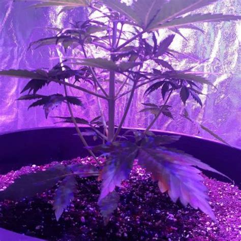 Custom Breeder Strain Northern Lights Autoflower Grow Diary Journal