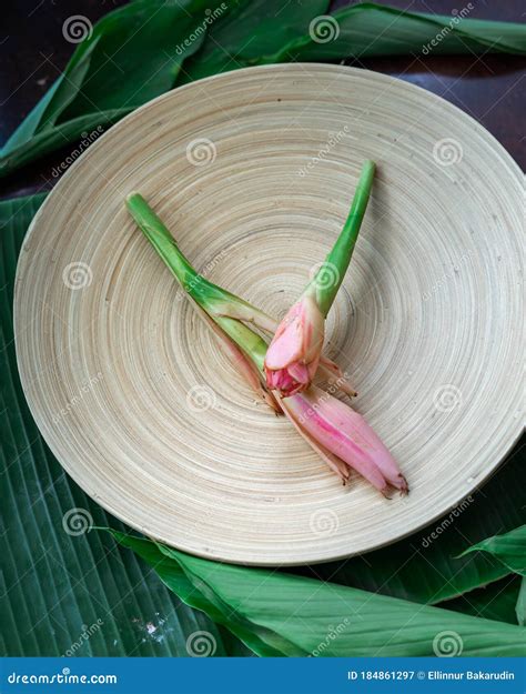 Bunga Kantan Known As Torch Ginger Flower With Scientific Name