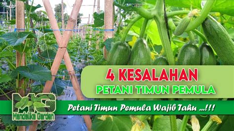 4 Kesalahan Petani Timun Pemula Budidaya Timun Mandalika Garden