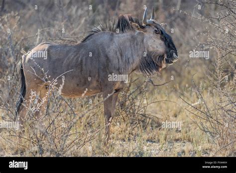 Blue Wildebeest Aka Common Wildebeest White Bearded Wildebeest Or